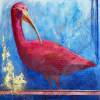 Scarlet Ibis - Pink Ladies of Florida