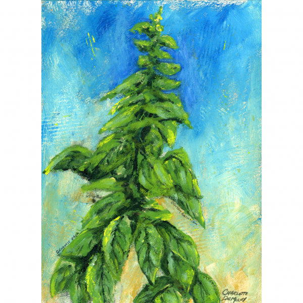 Italian Basil
