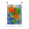 Print - Nasturtium